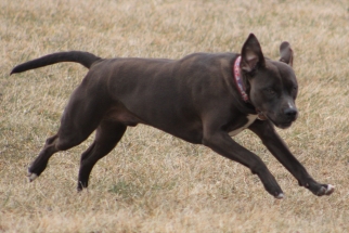 Dog, Sitting, Pet, Boarding, Doggie Daycare, kennel, family, weekly, friendly, safe, stress less, caring, play, running, yard, secure, experience, training, daycare, professional, Paws Abilities, indoor kennel, private, nature, walks, bath, farm, Lanesboro, Preston, Fountain, Harmony, Whalan, Peterson, Rushford, Wykoff, Canton, Spring Grove, Mabel, St. Charles, Eyota, Root River, Camping, Commonweal Theatre, vacation, traveling, dog grooming, Veterans cemetery, Old Bard Resort, Country Trails Inn, Trail Head Inn, Bread and Breakfast, B&B, Tours, Amish, Niagara Cave, Historic Forestville, Stone Mill Suites, Bike Rental, Kayaking, Canoeing, Fishing, Tubing, Safety, Lanesboro Arts, Rochester, Mayo Clinic, Doctoring, Lodging Mayo, Eagle Bluff Environmental Learning Center, Museum, Golfing, Buffalo Bill Days, Gammel Dag Fest, Rushford Days, Winona, Houston, La Crosse, I90, Whalan Stand Still Parade, Aroma Pie Shop, Large, small, miniature, furry, canine, fetch, play, outdoor, indoor, contained, country