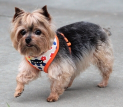 Dog, Sitting, Pet, Boarding, Doggie Daycare, kennel, family, weekly, friendly, safe, stress less, caring, play, running, yard, secure, experience, training, daycare, professional, Paws Abilities, indoor kennel, private, nature, walks, bath, farm, Lanesboro, Preston, Fountain, Harmony, Whalan, Peterson, Rushford, Wykoff, Canton, Spring Grove, Mabel, St. Charles, Eyota, Root River, Camping, Commonweal Theatre, vacation, traveling, dog grooming, Veterans cemetery, Old Bard Resort, Country Trails Inn, Trail Head Inn, Bread and Breakfast, B&B, Tours, Amish, Niagara Cave, Historic Forestville, Stone Mill Suites, Bike Rental, Kayaking, Canoeing, Fishing, Tubing, Safety, Lanesboro Arts, Rochester, Mayo Clinic, Doctoring, Lodging Mayo, Eagle Bluff Environmental Learning Center, Museum, Golfing, Buffalo Bill Days, Gammel Dag Fest, Rushford Days, Winona, Houston, La Crosse, I90, Whalan Stand Still Parade, Aroma Pie Shop, Large, small, miniature, furry, canine, fetch, play, outdoor, indoor, contained, country