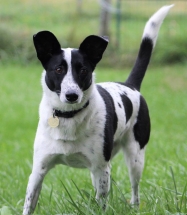 Dog, Sitting, Pet, Boarding, Doggie Daycare, kennel, family, weekly, friendly, safe, stress less, caring, play, running, yard, secure, experience, training, daycare, professional, Paws Abilities, indoor kennel, private, nature, walks, bath, farm, Lanesboro, Preston, Fountain, Harmony, Whalan, Peterson, Rushford, Wykoff, Canton, Spring Grove, Mabel, St. Charles, Eyota, Root River, Camping, Commonweal Theatre, vacation, traveling, dog grooming, Veterans cemetery, Old Bard Resort, Country Trails Inn, Trail Head Inn, Bread and Breakfast, B&B, Tours, Amish, Niagara Cave, Historic Forestville, Stone Mill Suites, Bike Rental, Kayaking, Canoeing, Fishing, Tubing, Safety, Lanesboro Arts, Rochester, Mayo Clinic, Doctoring, Lodging Mayo, Eagle Bluff Environmental Learning Center, Museum, Golfing, Buffalo Bill Days, Gammel Dag Fest, Rushford Days, Winona, Houston, La Crosse, I90, Whalan Stand Still Parade, Aroma Pie Shop, Large, small, miniature, furry, canine, fetch, play, outdoor, indoor, contained, country