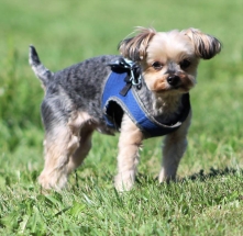 Dog, Sitting, Pet, Boarding, Doggie Daycare, kennel, family, weekly, friendly, safe, stress less, caring, play, running, yard, secure, experience, training, daycare, professional, Paws Abilities, indoor kennel, private, nature, walks, bath, farm, Lanesboro, Preston, Fountain, Harmony, Whalan, Peterson, Rushford, Wykoff, Canton, Spring Grove, Mabel, St. Charles, Eyota, Root River, Camping, Commonweal Theatre, vacation, traveling, dog grooming, Veterans cemetery, Old Bard Resort, Country Trails Inn, Trail Head Inn, Bread and Breakfast, B&B, Tours, Amish, Niagara Cave, Historic Forestville, Stone Mill Suites, Bike Rental, Kayaking, Canoeing, Fishing, Tubing, Safety, Lanesboro Arts, Rochester, Mayo Clinic, Doctoring, Lodging Mayo, Eagle Bluff Environmental Learning Center, Museum, Golfing, Buffalo Bill Days, Gammel Dag Fest, Rushford Days, Winona, Houston, La Crosse, I90, Whalan Stand Still Parade, Aroma Pie Shop, Large, small, miniature, furry, canine, fetch, play, outdoor, indoor, contained, country