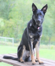 Dog, Sitting, Pet, Boarding, Doggie Daycare, kennel, family, weekly, friendly, safe, stress less, caring, play, running, yard, secure, experience, training, daycare, professional, Paws Abilities, indoor kennel, private, nature, walks, bath, farm, Lanesboro, Preston, Fountain, Harmony, Whalan, Peterson, Rushford, Wykoff, Canton, Spring Grove, Mabel, St. Charles, Eyota, Root River, Camping, Commonweal Theatre, vacation, traveling, dog grooming, Veterans cemetery, Old Bard Resort, Country Trails Inn, Trail Head Inn, Bread and Breakfast, B&B, Tours, Amish, Niagara Cave, Historic Forestville, Stone Mill Suites, Bike Rental, Kayaking, Canoeing, Fishing, Tubing, Safety, Lanesboro Arts, Rochester, Mayo Clinic, Doctoring, Lodging Mayo, Eagle Bluff Environmental Learning Center, Museum, Golfing, Buffalo Bill Days, Gammel Dag Fest, Rushford Days, Winona, Houston, La Crosse, I90, Whalan Stand Still Parade, Aroma Pie Shop, Large, small, miniature, furry, canine, fetch, play, outdoor, indoor, contained, country