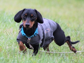 Dog, Sitting, Pet, Boarding, Doggie Daycare, kennel, family, weekly, friendly, safe, stress less, caring, play, running, yard, secure, experience, training, daycare, professional, Paws Abilities, indoor kennel, private, nature, walks, bath, farm, Lanesboro, Preston, Fountain, Harmony, Whalan, Peterson, Rushford, Wykoff, Canton, Spring Grove, Mabel, St. Charles, Eyota, Root River, Camping, Commonweal Theatre, vacation, traveling, dog grooming, Veterans cemetery, Old Bard Resort, Country Trails Inn, Trail Head Inn, Bread and Breakfast, B&B, Tours, Amish, Niagara Cave, Historic Forestville, Stone Mill Suites, Bike Rental, Kayaking, Canoeing, Fishing, Tubing, Safety, Lanesboro Arts, Rochester, Mayo Clinic, Doctoring, Lodging Mayo, Eagle Bluff Environmental Learning Center, Museum, Golfing, Buffalo Bill Days, Gammel Dag Fest, Rushford Days, Winona, Houston, La Crosse, I90, Whalan Stand Still Parade, Aroma Pie Shop, Large, small, miniature, furry, canine, fetch, play, outdoor, indoor, contained, country