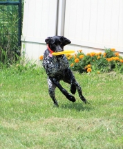 Dog, Sitting, Pet, Boarding, Doggie Daycare, kennel, family, weekly, friendly, safe, stress less, caring, play, running, yard, secure, experience, training, daycare, professional, Paws Abilities, indoor kennel, private, nature, walks, bath, farm, Lanesboro, Preston, Fountain, Harmony, Whalan, Peterson, Rushford, Wykoff, Canton, Spring Grove, Mabel, St. Charles, Eyota, Root River, Camping, Commonweal Theatre, vacation, traveling, dog grooming, Veterans cemetery, Old Bard Resort, Country Trails Inn, Trail Head Inn, Bread and Breakfast, B&B, Tours, Amish, Niagara Cave, Historic Forestville, Stone Mill Suites, Bike Rental, Kayaking, Canoeing, Fishing, Tubing, Safety, Lanesboro Arts, Rochester, Mayo Clinic, Doctoring, Lodging Mayo, Eagle Bluff Environmental Learning Center, Museum, Golfing, Buffalo Bill Days, Gammel Dag Fest, Rushford Days, Winona, Houston, La Crosse, I90, Whalan Stand Still Parade, Aroma Pie Shop, Large, small, miniature, furry, canine, fetch, play, outdoor, indoor, contained, country