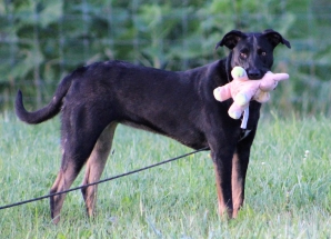 Dog, Sitting, Pet, Boarding, Doggie Daycare, kennel, family, weekly, friendly, safe, stress less, caring, play, running, yard, secure, experience, training, daycare, professional, Paws Abilities, indoor kennel, private, nature, walks, bath, farm, Lanesboro, Preston, Fountain, Harmony, Whalan, Peterson, Rushford, Wykoff, Canton, Spring Grove, Mabel, St. Charles, Eyota, Root River, Camping, Commonweal Theatre, vacation, traveling, dog grooming, Veterans cemetery, Old Bard Resort, Country Trails Inn, Trail Head Inn, Bread and Breakfast, B&B, Tours, Amish, Niagara Cave, Historic Forestville, Stone Mill Suites, Bike Rental, Kayaking, Canoeing, Fishing, Tubing, Safety, Lanesboro Arts, Rochester, Mayo Clinic, Doctoring, Lodging Mayo, Eagle Bluff Environmental Learning Center, Museum, Golfing, Buffalo Bill Days, Gammel Dag Fest, Rushford Days, Winona, Houston, La Crosse, I90, Whalan Stand Still Parade, Aroma Pie Shop, Large, small, miniature, furry, canine, fetch, play, outdoor, indoor, contained, country