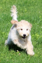 Dog, Sitting, Pet, Boarding, Doggie Daycare, kennel, family, weekly, friendly, safe, stress less, caring, play, running, yard, secure, experience, training, daycare, professional, Paws Abilities, indoor kennel, private, nature, walks, bath, farm, Lanesboro, Preston, Fountain, Harmony, Whalan, Peterson, Rushford, Wykoff, Canton, Spring Grove, Mabel, St. Charles, Eyota, Root River, Camping, Commonweal Theatre, vacation, traveling, dog grooming, Veterans cemetery, Old Bard Resort, Country Trails Inn, Trail Head Inn, Bread and Breakfast, B&B, Tours, Amish, Niagara Cave, Historic Forestville, Stone Mill Suites, Bike Rental, Kayaking, Canoeing, Fishing, Tubing, Safety, Lanesboro Arts, Rochester, Mayo Clinic, Doctoring, Lodging Mayo, Eagle Bluff Environmental Learning Center, Museum, Golfing, Buffalo Bill Days, Gammel Dag Fest, Rushford Days, Winona, Houston, La Crosse, I90, Whalan Stand Still Parade, Aroma Pie Shop, Large, small, miniature, furry, canine, fetch, play, outdoor, indoor, contained, country