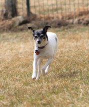 Dog, Sitting, Pet, Boarding, Doggie Daycare, kennel, family, weekly, friendly, safe, stress less, caring, play, running, yard, secure, experience, training, daycare, professional, Paws Abilities, indoor kennel, private, nature, walks, bath, farm, Lanesboro, Preston, Fountain, Harmony, Whalan, Peterson, Rushford, Wykoff, Canton, Spring Grove, Mabel, St. Charles, Eyota, Root River, Camping, Commonweal Theatre, vacation, traveling, dog grooming, Veterans cemetery, Old Bard Resort, Country Trails Inn, Trail Head Inn, Bread and Breakfast, B&B, Tours, Amish, Niagara Cave, Historic Forestville, Stone Mill Suites, Bike Rental, Kayaking, Canoeing, Fishing, Tubing, Safety, Lanesboro Arts, Rochester, Mayo Clinic, Doctoring, Lodging Mayo, Eagle Bluff Environmental Learning Center, Museum, Golfing, Buffalo Bill Days, Gammel Dag Fest, Rushford Days, Winona, Houston, La Crosse, I90, Whalan Stand Still Parade, Aroma Pie Shop, Large, small, miniature, furry, canine, fetch, play, outdoor, indoor, contained, country