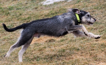 Dog, Sitting, Pet, Boarding, Doggie Daycare, kennel, family, weekly, friendly, safe, stress less, caring, play, running, yard, secure, experience, training, daycare, professional, Paws Abilities, indoor kennel, private, nature, walks, bath, farm, Lanesboro, Preston, Fountain, Harmony, Whalan, Peterson, Rushford, Wykoff, Canton, Spring Grove, Mabel, St. Charles, Eyota, Root River, Camping, Commonweal Theatre, vacation, traveling, dog grooming, Veterans cemetery, Old Bard Resort, Country Trails Inn, Trail Head Inn, Bread and Breakfast, B&B, Tours, Amish, Niagara Cave, Historic Forestville, Stone Mill Suites, Bike Rental, Kayaking, Canoeing, Fishing, Tubing, Safety, Lanesboro Arts, Rochester, Mayo Clinic, Doctoring, Lodging Mayo, Eagle Bluff Environmental Learning Center, Museum, Golfing, Buffalo Bill Days, Gammel Dag Fest, Rushford Days, Winona, Houston, La Crosse, I90, Whalan Stand Still Parade, Aroma Pie Shop, Large, small, miniature, furry, canine, fetch, play, outdoor, indoor, contained, country