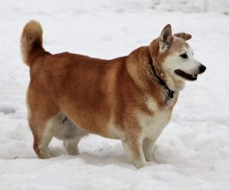 Dog, Sitting, Pet, Boarding, Doggie Daycare, kennel, family, weekly, friendly, safe, stress less, caring, play, running, yard, secure, experience, training, daycare, professional, Paws Abilities, indoor kennel, private, nature, walks, bath, farm, Lanesboro, Preston, Fountain, Harmony, Whalan, Peterson, Rushford, Wykoff, Canton, Spring Grove, Mabel, St. Charles, Eyota, Root River, Camping, Commonweal Theatre, vacation, traveling, dog grooming, Veterans cemetery, Old Bard Resort, Country Trails Inn, Trail Head Inn, Bread and Breakfast, B&B, Tours, Amish, Niagara Cave, Historic Forestville, Stone Mill Suites, Bike Rental, Kayaking, Canoeing, Fishing, Tubing, Safety, Lanesboro Arts, Rochester, Mayo Clinic, Doctoring, Lodging Mayo, Eagle Bluff Environmental Learning Center, Museum, Golfing, Buffalo Bill Days, Gammel Dag Fest, Rushford Days, Winona, Houston, La Crosse, I90, Whalan Stand Still Parade, Aroma Pie Shop, Large, small, miniature, furry, canine, fetch, play, outdoor, indoor, contained, country