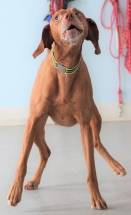 Dog, Sitting, Pet, Boarding, Doggie Daycare, kennel, family, weekly, friendly, safe, stress less, caring, play, running, yard, secure, experience, training, daycare, professional, Paws Abilities, indoor kennel, private, nature, walks, bath, farm, Lanesboro, Preston, Fountain, Harmony, Whalan, Peterson, Rushford, Wykoff, Canton, Spring Grove, Mabel, St. Charles, Eyota, Root River, Camping, Commonweal Theatre, vacation, traveling, dog grooming, Veterans cemetery, Old Bard Resort, Country Trails Inn, Trail Head Inn, Bread and Breakfast, B&B, Tours, Amish, Niagara Cave, Historic Forestville, Stone Mill Suites, Bike Rental, Kayaking, Canoeing, Fishing, Tubing, Safety, Lanesboro Arts, Rochester, Mayo Clinic, Doctoring, Lodging Mayo, Eagle Bluff Environmental Learning Center, Museum, Golfing, Buffalo Bill Days, Gammel Dag Fest, Rushford Days, Winona, Houston, La Crosse, I90, Whalan Stand Still Parade, Aroma Pie Shop, Large, small, miniature, furry, canine, fetch, play, outdoor, indoor, contained, country