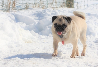 Dog, Sitting, Pet, Boarding, Doggie Daycare, kennel, family, weekly, friendly, safe, stress less, caring, play, running, yard, secure, experience, training, daycare, professional, Paws Abilities, indoor kennel, private, nature, walks, bath, farm, Lanesboro, Preston, Fountain, Harmony, Whalan, Peterson, Rushford, Wykoff, Canton, Spring Grove, Mabel, St. Charles, Eyota, Root River, Camping, Commonweal Theatre, vacation, traveling, dog grooming, Veterans cemetery, Old Bard Resort, Country Trails Inn, Trail Head Inn, Bread and Breakfast, B&B, Tours, Amish, Niagara Cave, Historic Forestville, Stone Mill Suites, Bike Rental, Kayaking, Canoeing, Fishing, Tubing, Safety, Lanesboro Arts, Rochester, Mayo Clinic, Doctoring, Lodging Mayo, Eagle Bluff Environmental Learning Center, Museum, Golfing, Buffalo Bill Days, Gammel Dag Fest, Rushford Days, Winona, Houston, La Crosse, I90, Whalan Stand Still Parade, Aroma Pie Shop, Large, small, miniature, furry, canine, fetch, play, outdoor, indoor, contained, country