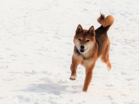 Dog, Sitting, Pet, Boarding, Doggie Daycare, kennel, family, weekly, friendly, safe, stress less, caring, play, running, yard, secure, experience, training, daycare, professional, Paws Abilities, indoor kennel, private, nature, walks, bath, farm, Lanesboro, Preston, Fountain, Harmony, Whalan, Peterson, Rushford, Wykoff, Canton, Spring Grove, Mabel, St. Charles, Eyota, Root River, Camping, Commonweal Theatre, vacation, traveling, dog grooming, Veterans cemetery, Old Bard Resort, Country Trails Inn, Trail Head Inn, Bread and Breakfast, B&B, Tours, Amish, Niagara Cave, Historic Forestville, Stone Mill Suites, Bike Rental, Kayaking, Canoeing, Fishing, Tubing, Safety, Lanesboro Arts, Rochester, Mayo Clinic, Doctoring, Lodging Mayo, Eagle Bluff Environmental Learning Center, Museum, Golfing, Buffalo Bill Days, Gammel Dag Fest, Rushford Days, Winona, Houston, La Crosse, I90, Whalan Stand Still Parade, Aroma Pie Shop, Large, small, miniature, furry, canine, fetch, play, outdoor, indoor, contained, country