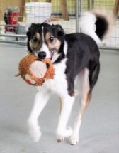 Dog, Sitting, Pet, Boarding, Doggie Daycare, kennel, family, weekly, friendly, safe, stress less, caring, play, running, yard, secure, experience, training, daycare, professional, Paws Abilities, indoor kennel, private, nature, walks, bath, farm, Lanesboro, Preston, Fountain, Harmony, Whalan, Peterson, Rushford, Wykoff, Canton, Spring Grove, Mabel, St. Charles, Eyota, Root River, Camping, Commonweal Theatre, vacation, traveling, dog grooming, Veterans cemetery, Old Bard Resort, Country Trails Inn, Trail Head Inn, Bread and Breakfast, B&B, Tours, Amish, Niagara Cave, Historic Forestville, Stone Mill Suites, Bike Rental, Kayaking, Canoeing, Fishing, Tubing, Safety, Lanesboro Arts, Rochester, Mayo Clinic, Doctoring, Lodging Mayo, Eagle Bluff Environmental Learning Center, Museum, Golfing, Buffalo Bill Days, Gammel Dag Fest, Rushford Days, Winona, Houston, La Crosse, I90, Whalan Stand Still Parade, Aroma Pie Shop, Large, small, miniature, furry, canine, fetch, play, outdoor, indoor, contained, country