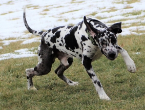 Dog, Sitting, Pet, Boarding, Doggie Daycare, kennel, family, weekly, friendly, safe, stress less, caring, play, running, yard, secure, experience, training, daycare, professional, Paws Abilities, indoor kennel, private, nature, walks, bath, farm, Lanesboro, Preston, Fountain, Harmony, Whalan, Peterson, Rushford, Wykoff, Canton, Spring Grove, Mabel, St. Charles, Eyota, Root River, Camping, Commonweal Theatre, vacation, traveling, dog grooming, Veterans cemetery, Old Bard Resort, Country Trails Inn, Trail Head Inn, Bread and Breakfast, B&B, Tours, Amish, Niagara Cave, Historic Forestville, Stone Mill Suites, Bike Rental, Kayaking, Canoeing, Fishing, Tubing, Safety, Lanesboro Arts, Rochester, Mayo Clinic, Doctoring, Lodging Mayo, Eagle Bluff Environmental Learning Center, Museum, Golfing, Buffalo Bill Days, Gammel Dag Fest, Rushford Days, Winona, Houston, La Crosse, I90, Whalan Stand Still Parade, Aroma Pie Shop, Large, small, miniature, furry, canine, fetch, play, outdoor, indoor, contained, country