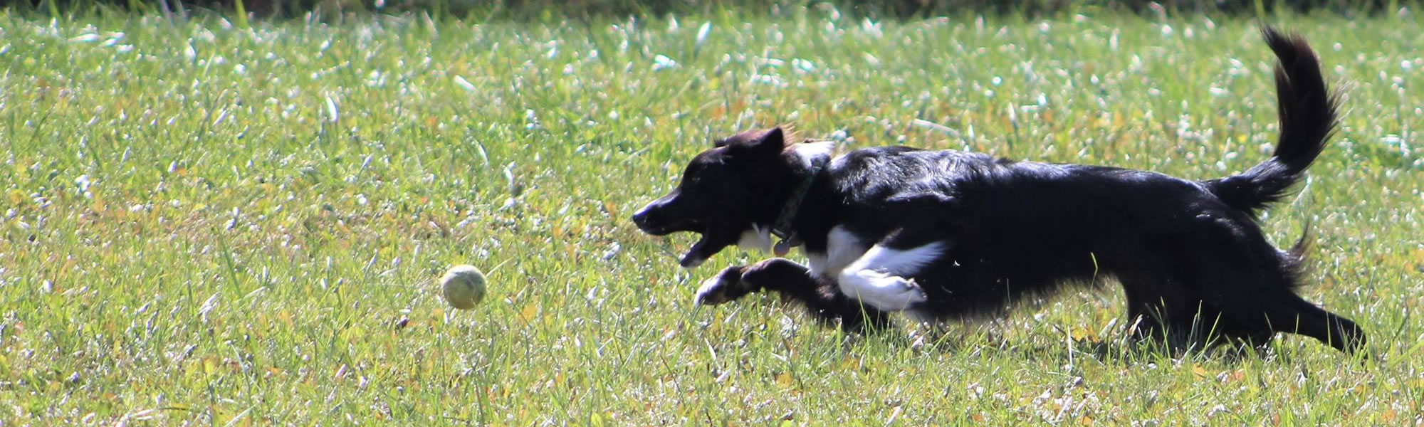 Dog, Sitting, Pet, Boarding, Doggie Daycare, kennel, family, weekly, friendly, safe, stress less, caring, play, running, yard, secure, experience, training, daycare, professional, Paws Abilities, indoor kennel, private, nature, walks, bath, farm, Lanesboro, Preston, Fountain, Harmony, Whalan, Peterson, Rushford, Wykoff, Canton, Spring Grove, Mabel, St. Charles, Eyota, Root River, Camping, Commonweal Theatre, vacation, traveling, dog grooming, Veterans cemetery, Old Bard Resort, Country Trails Inn, Trail Head Inn, Bread and Breakfast, B&B, Tours, Amish, Niagara Cave, Historic Forestville, Stone Mill Suites, Bike Rental, Kayaking, Canoeing, Fishing, Tubing, Safety, Lanesboro Arts, Rochester, Mayo Clinic, Doctoring, Lodging Mayo, Eagle Bluff Environmental Learning Center, Museum, Golfing, Buffalo Bill Days, Gammel Dag Fest, Rushford Days, Winona, Houston, La Crosse, I90, Whalan Stand Still Parade, Aroma Pie Shop, Large, small, miniature, furry, canine, fetch, play, outdoor, indoor, contained, country