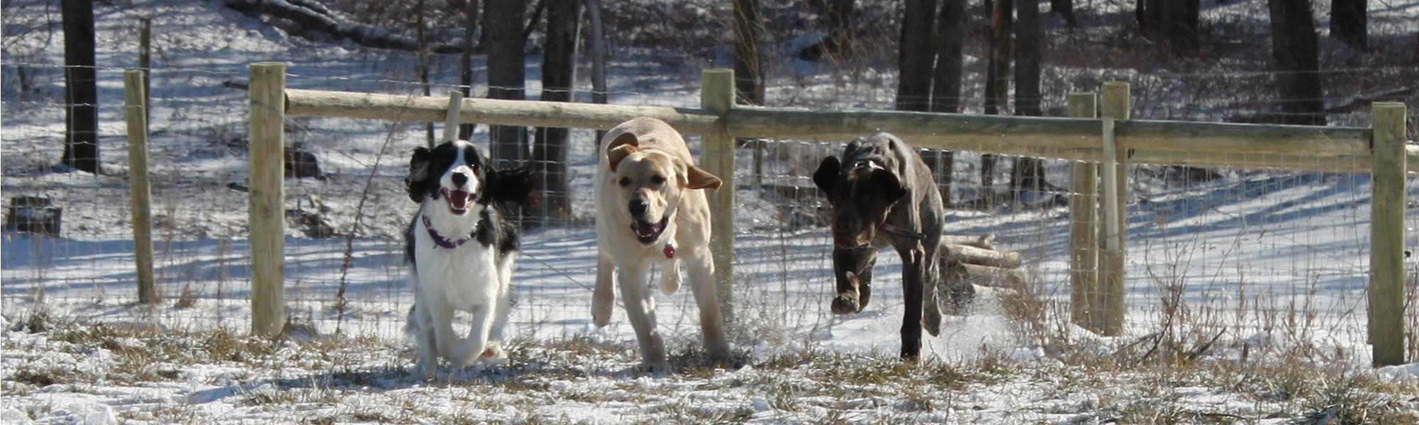 Dog, Sitting, Pet, Boarding, Doggie Daycare, kennel, family, weekly, friendly, safe, stress less, caring, play, running, yard, secure, experience, training, daycare, professional, Paws Abilities, indoor kennel, private, nature, walks, bath, farm, Lanesboro, Preston, Fountain, Harmony, Whalan, Peterson, Rushford, Wykoff, Canton, Spring Grove, Mabel, St. Charles, Eyota, Root River, Camping, Commonweal Theatre, vacation, traveling, dog grooming, Veterans cemetery, Old Bard Resort, Country Trails Inn, Trail Head Inn, Bread and Breakfast, B&B, Tours, Amish, Niagara Cave, Historic Forestville, Stone Mill Suites, Bike Rental, Kayaking, Canoeing, Fishing, Tubing, Safety, Lanesboro Arts, Rochester, Mayo Clinic, Doctoring, Lodging Mayo, Eagle Bluff Environmental Learning Center, Museum, Golfing, Buffalo Bill Days, Gammel Dag Fest, Rushford Days, Winona, Houston, La Crosse, I90, Whalan Stand Still Parade, Aroma Pie Shop, Large, small, miniature, furry, canine, fetch, play, outdoor, indoor, contained, country