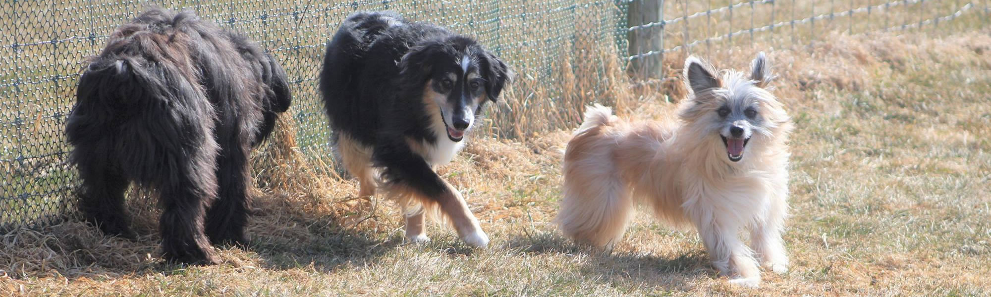 Dog, Sitting, Pet, Boarding, Doggie Daycare, kennel, family, weekly, friendly, safe, stress less, caring, play, running, yard, secure, experience, training, daycare, professional, Paws Abilities, indoor kennel, private, nature, walks, bath, farm, Lanesboro, Preston, Fountain, Harmony, Whalan, Peterson, Rushford, Wykoff, Canton, Spring Grove, Mabel, St. Charles, Eyota, Root River, Camping, Commonweal Theatre, vacation, traveling, dog grooming, Veterans cemetery, Old Bard Resort, Country Trails Inn, Trail Head Inn, Bread and Breakfast, B&B, Tours, Amish, Niagara Cave, Historic Forestville, Stone Mill Suites, Bike Rental, Kayaking, Canoeing, Fishing, Tubing, Safety, Lanesboro Arts, Rochester, Mayo Clinic, Doctoring, Lodging Mayo, Eagle Bluff Environmental Learning Center, Museum, Golfing, Buffalo Bill Days, Gammel Dag Fest, Rushford Days, Winona, Houston, La Crosse, I90, Whalan Stand Still Parade, Aroma Pie Shop, Large, small, miniature, furry, canine, fetch, play, outdoor, indoor, contained, country