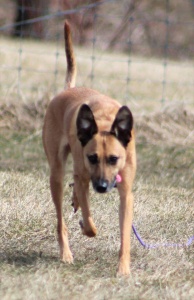 Dog, Sitting, Pet, Boarding, Doggie Daycare, kennel, family, weekly, friendly, safe, stress less, caring, play, running, yard, secure, experience, training, daycare, professional, Paws Abilities, indoor kennel, private, nature, walks, bath, farm, Lanesboro, Preston, Fountain, Harmony, Whalan, Peterson, Rushford, Wykoff, Canton, Spring Grove, Mabel, St. Charles, Eyota, Root River, Camping, Commonweal Theatre, vacation, traveling, dog grooming, Veterans cemetery, Old Bard Resort, Country Trails Inn, Trail Head Inn, Bread and Breakfast, B&B, Tours, Amish, Niagara Cave, Historic Forestville, Stone Mill Suites, Bike Rental, Kayaking, Canoeing, Fishing, Tubing, Safety, Lanesboro Arts, Rochester, Mayo Clinic, Doctoring, Lodging Mayo, Eagle Bluff Environmental Learning Center, Museum, Golfing, Buffalo Bill Days, Gammel Dag Fest, Rushford Days, Winona, Houston, La Crosse, I90, Whalan Stand Still Parade, Aroma Pie Shop, Large, small, miniature, furry, canine, fetch, play, outdoor, indoor, contained, country